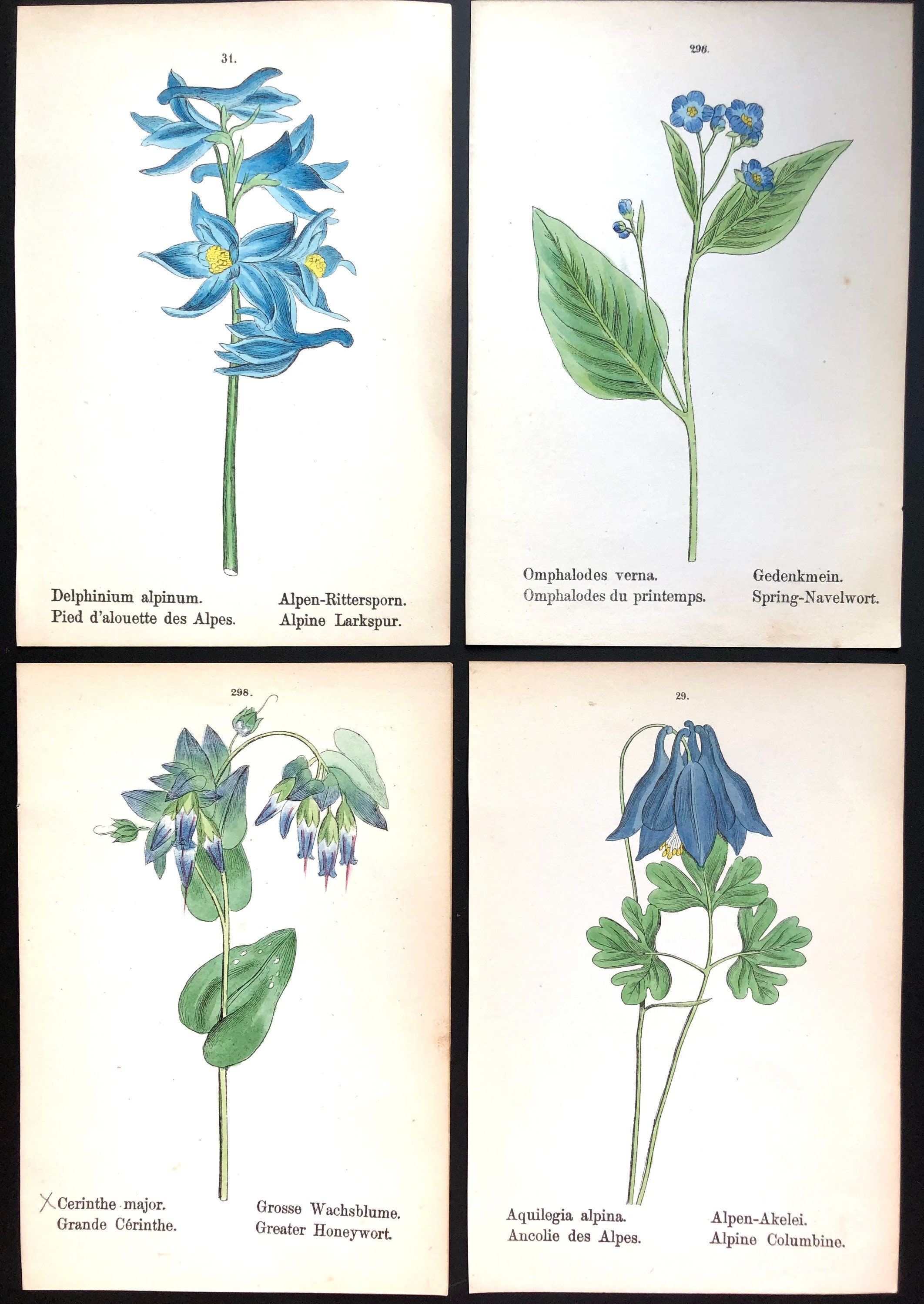 1880- Lot de 4 - Affiche Poster Lithographie Planche Botanique