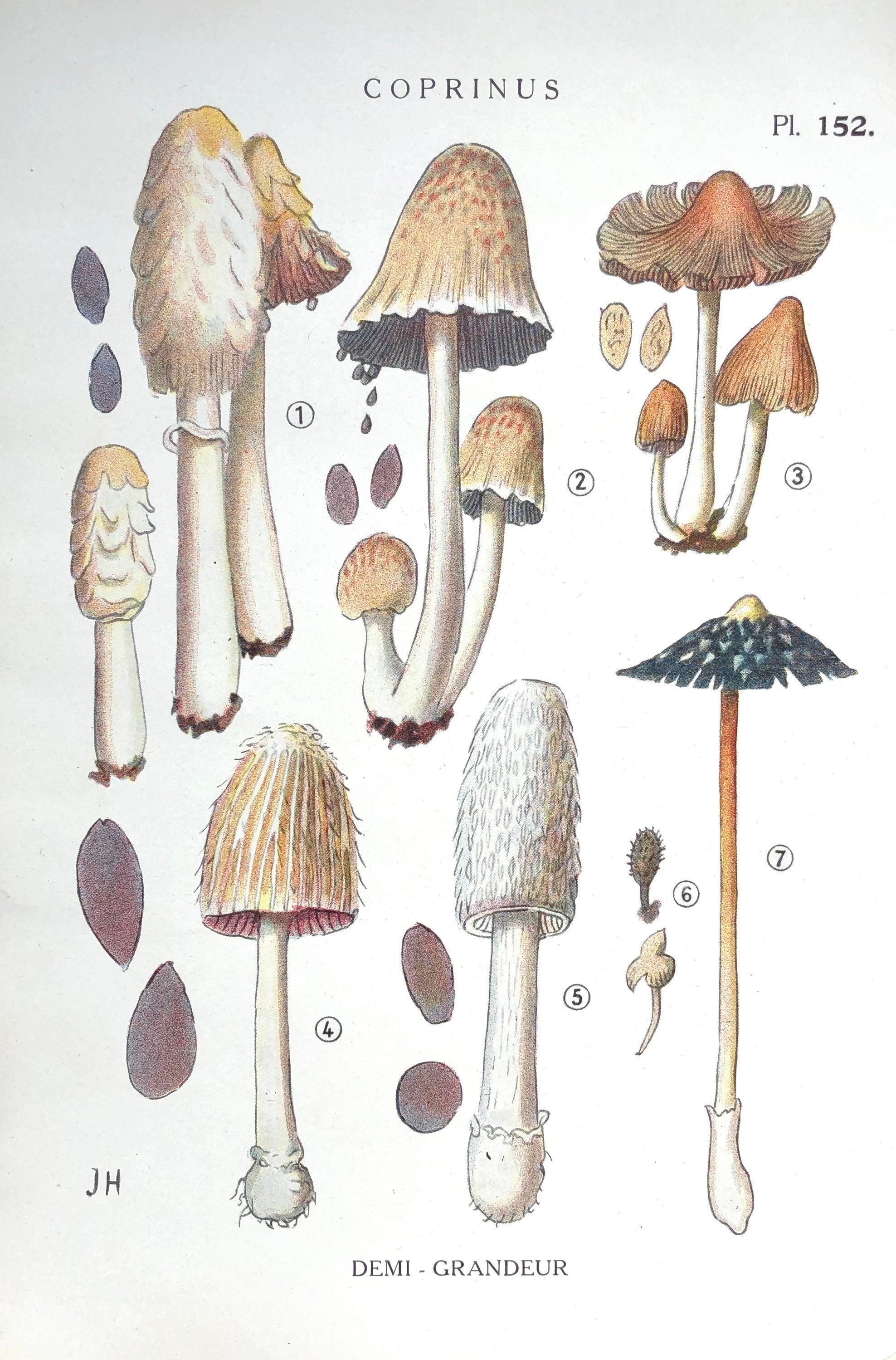 Affiche Botanique - Planche Illustrée Ancienne Les Champignons