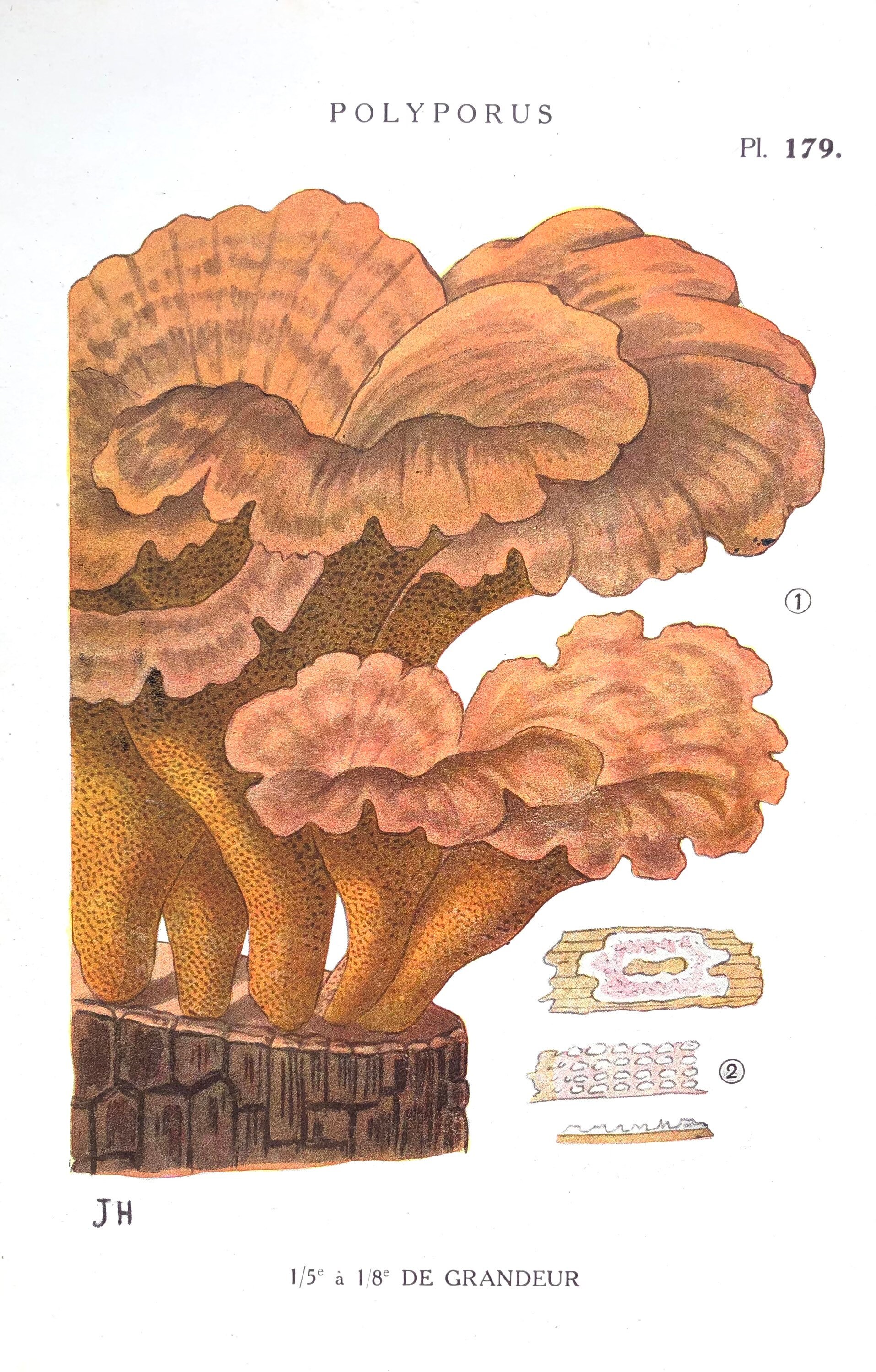 Affiche Botanique - Planche Illustrée Ancienne Les Champignons