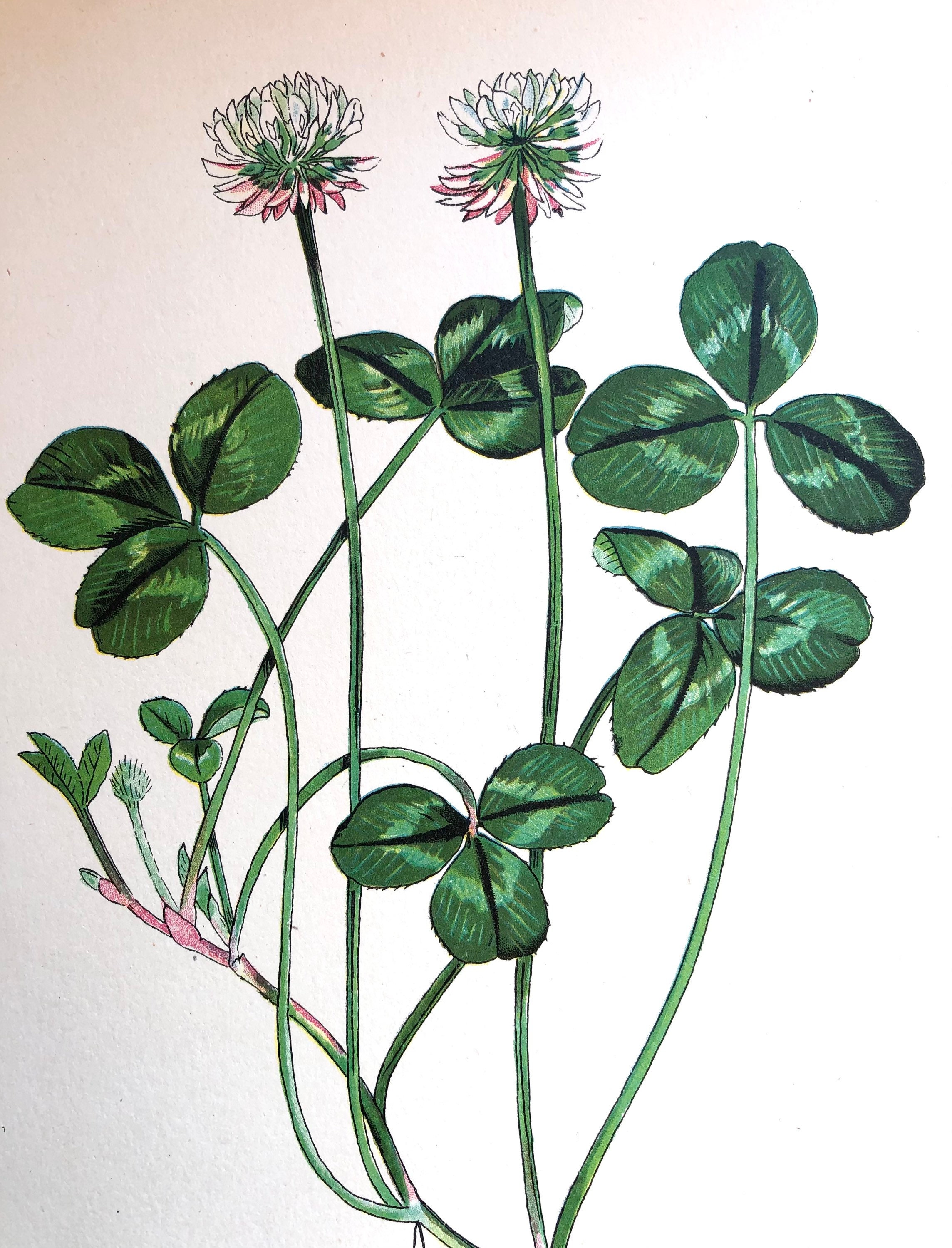 1923 - Affiche Poster Lithographie Planche Illustrée Ancienne Botanique