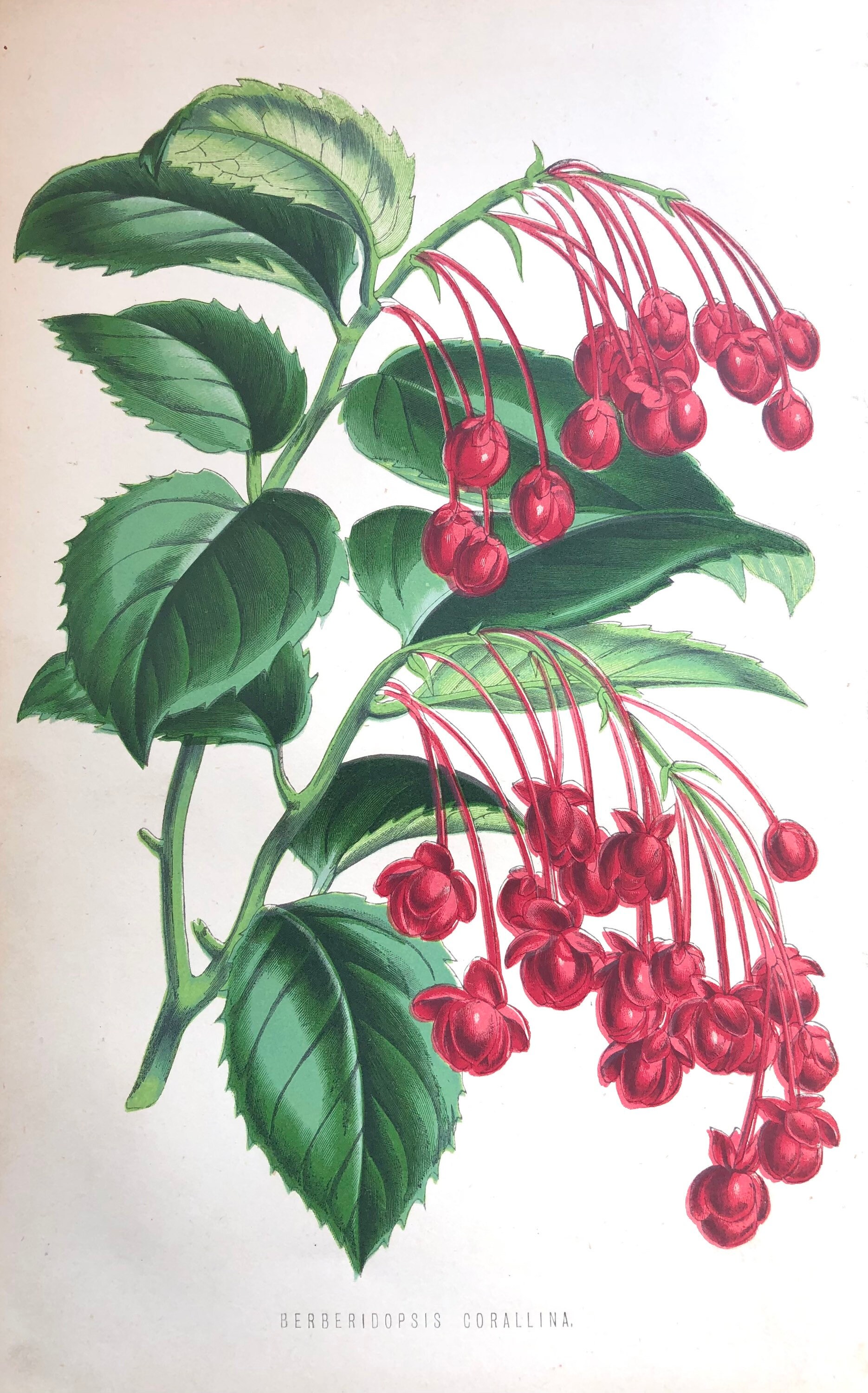 1875 - Affiche Poster Lithographie Planche Illustrée Ancienne Botanique