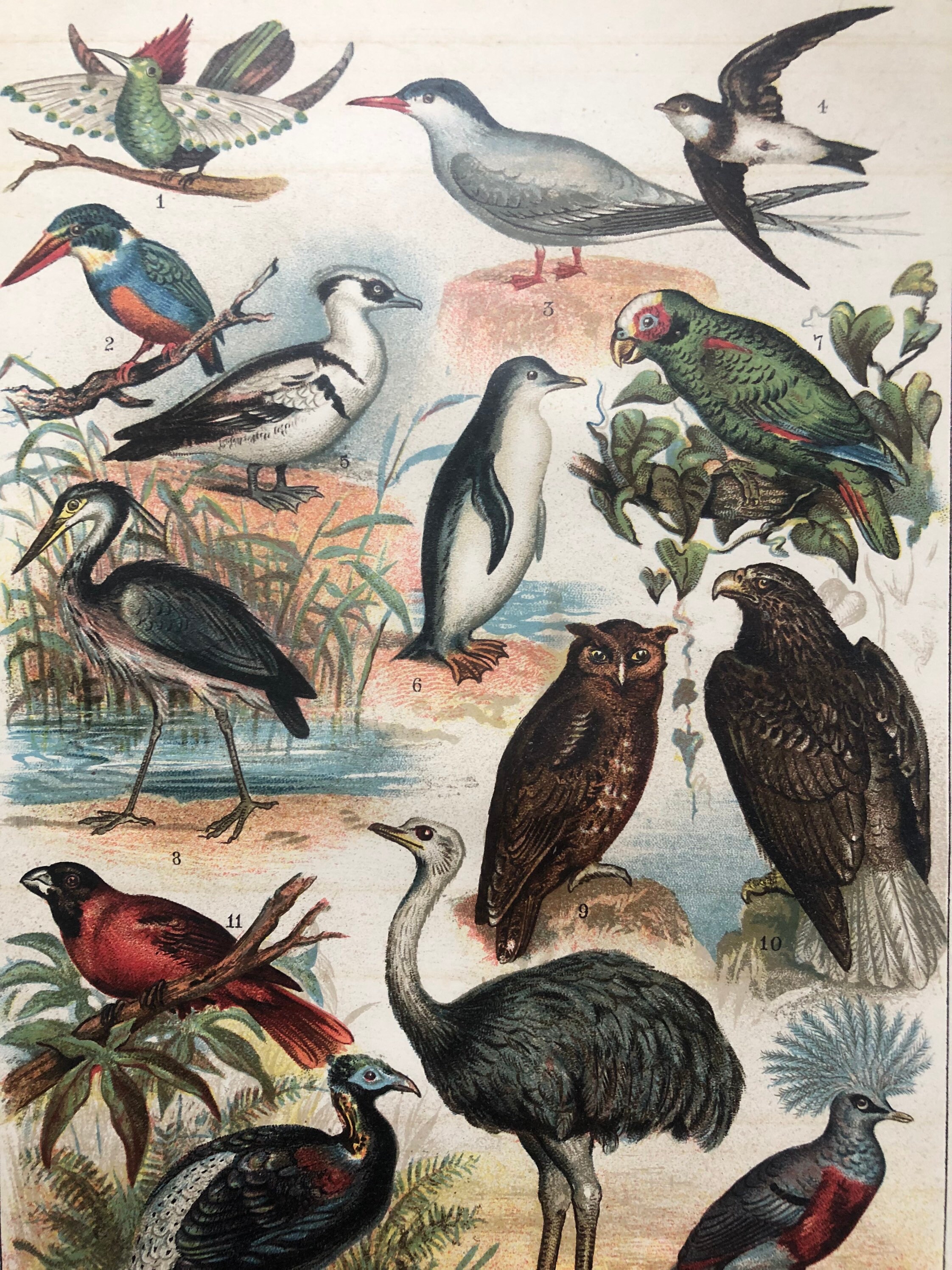 Affiche - Planche Illustrée Ancienne Oiseaux 1891