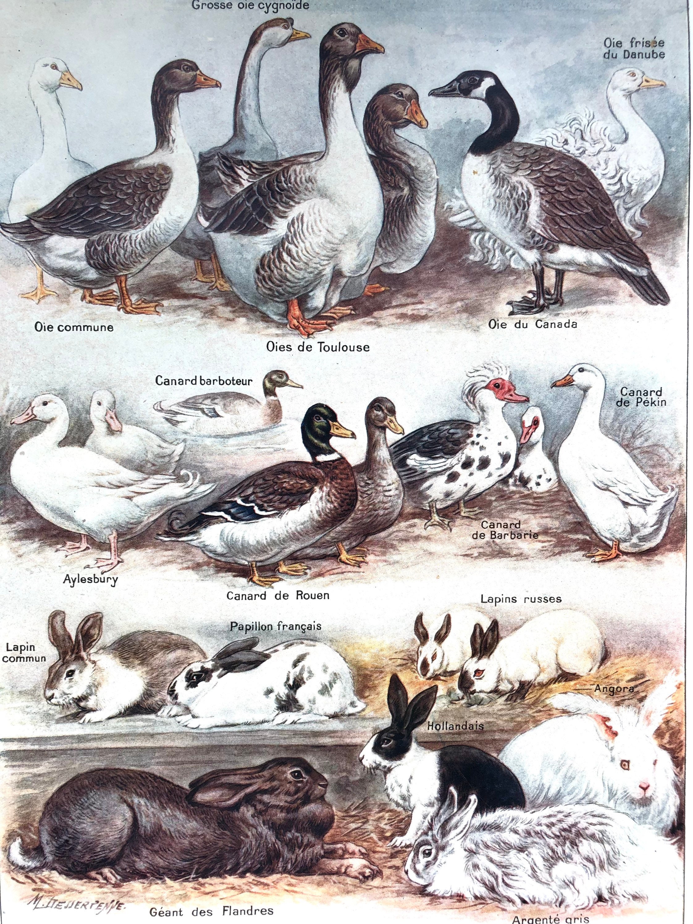 Affiche Botanique - Planche Illustrée Originale Basse-Cour