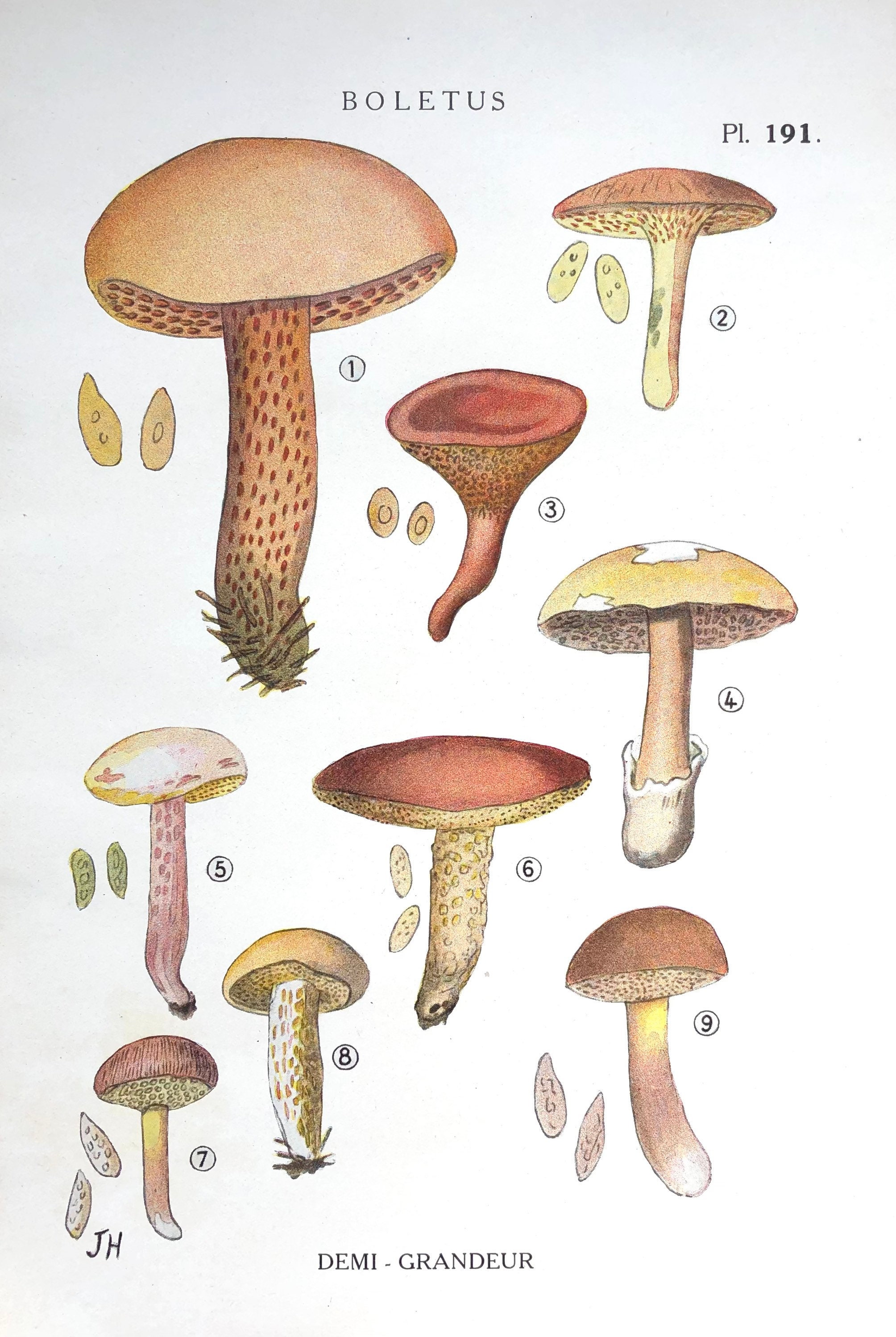 Affiche Botanique - Planche Illustrée Ancienne Les Champignons