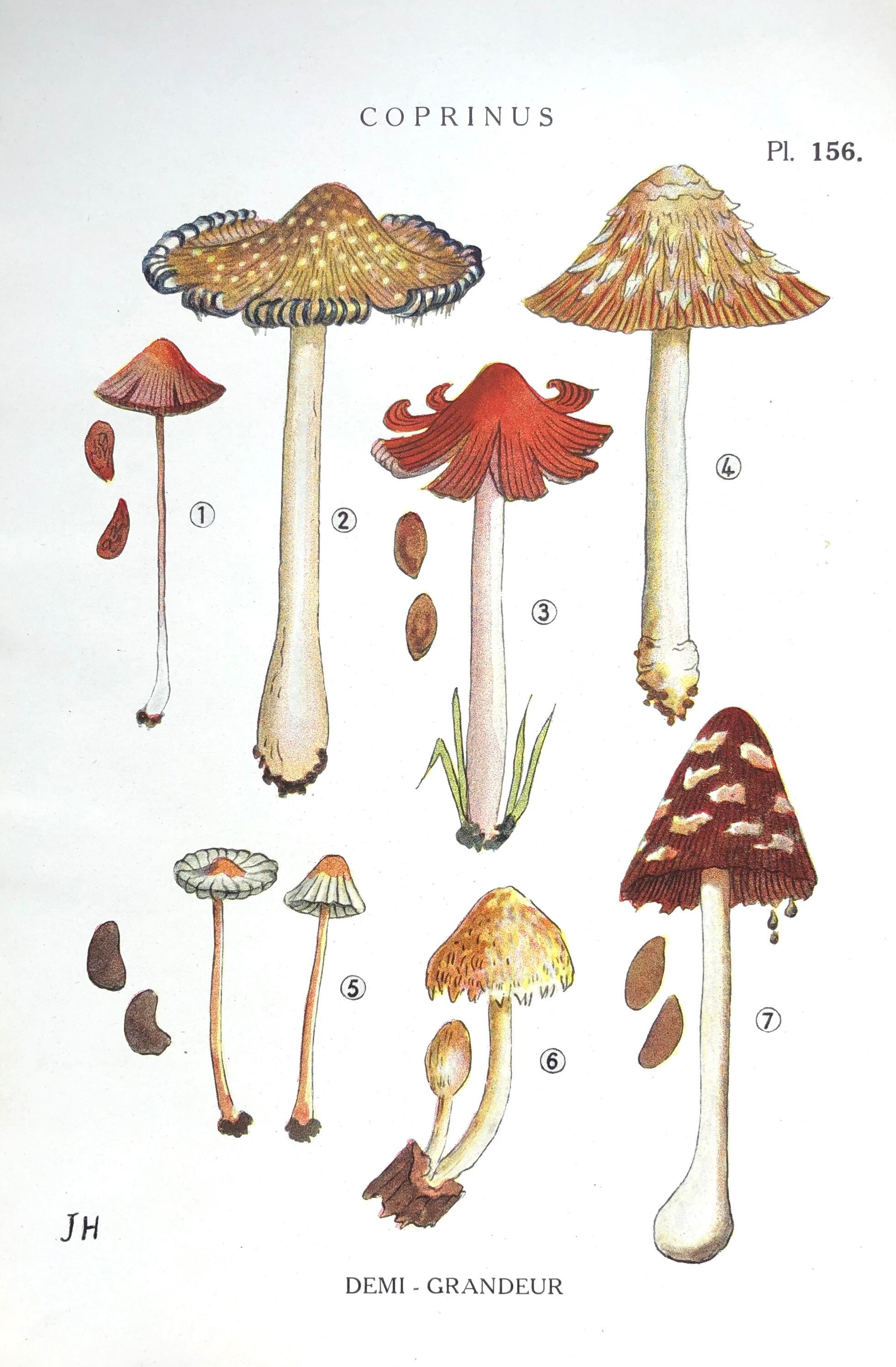 Affiche Botanique - Planche Illustrée Ancienne Les Champignons