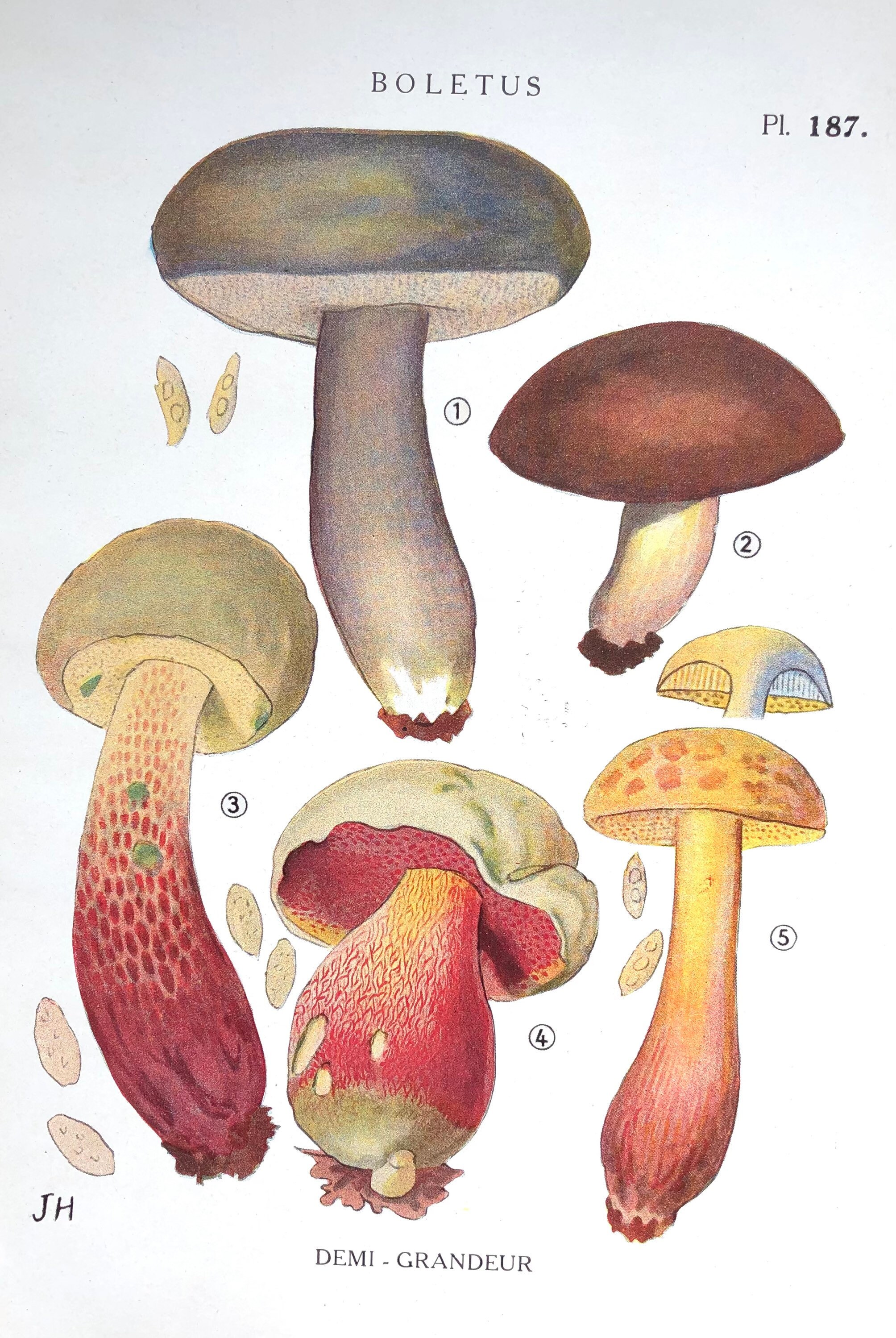 Affiche Botanique - Planche Illustrée Ancienne Les Champignons