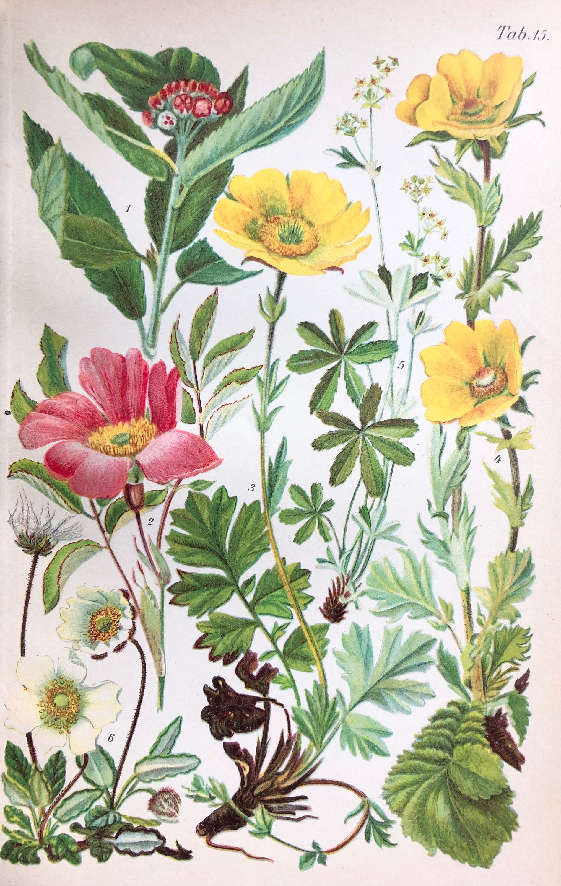 Affiche Botanique - Planche Illustrée Ancienne Flore Des Alpes