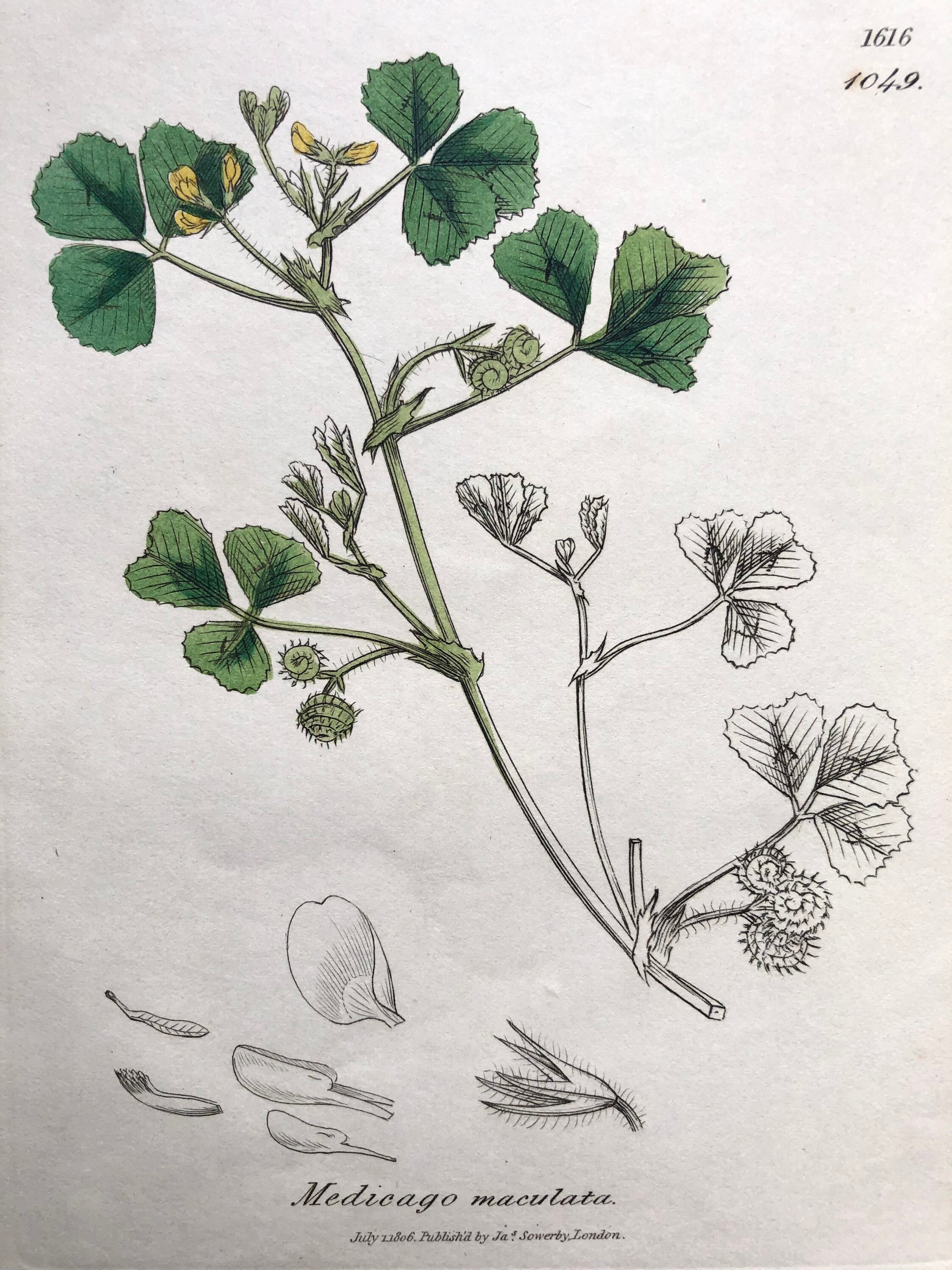 1840 - Lot de 2 Affiche Poster Lithographie Planche Illustrée Ancienne Botanique Medicago