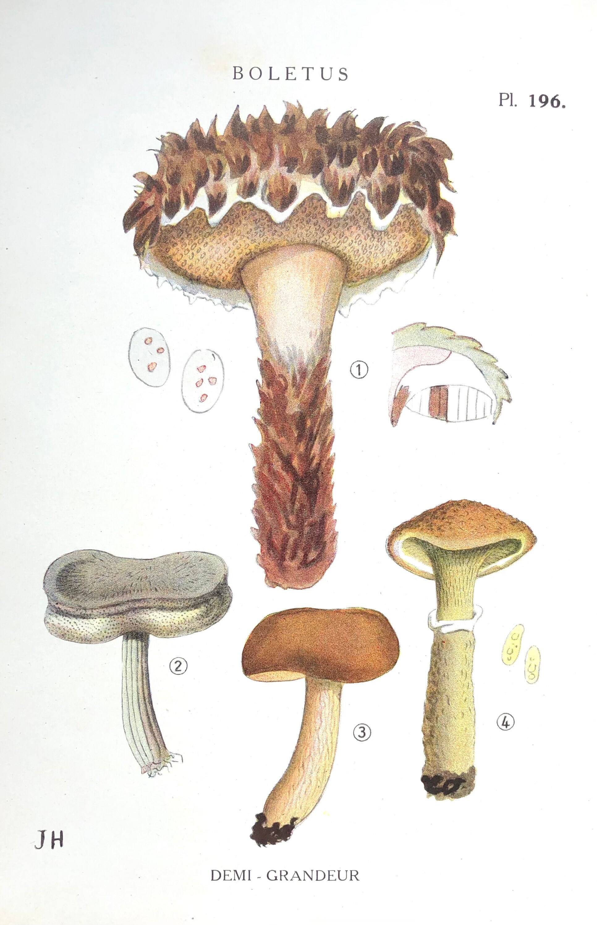 Affiche Botanique - Planche Illustrée Ancienne Les Champignons
