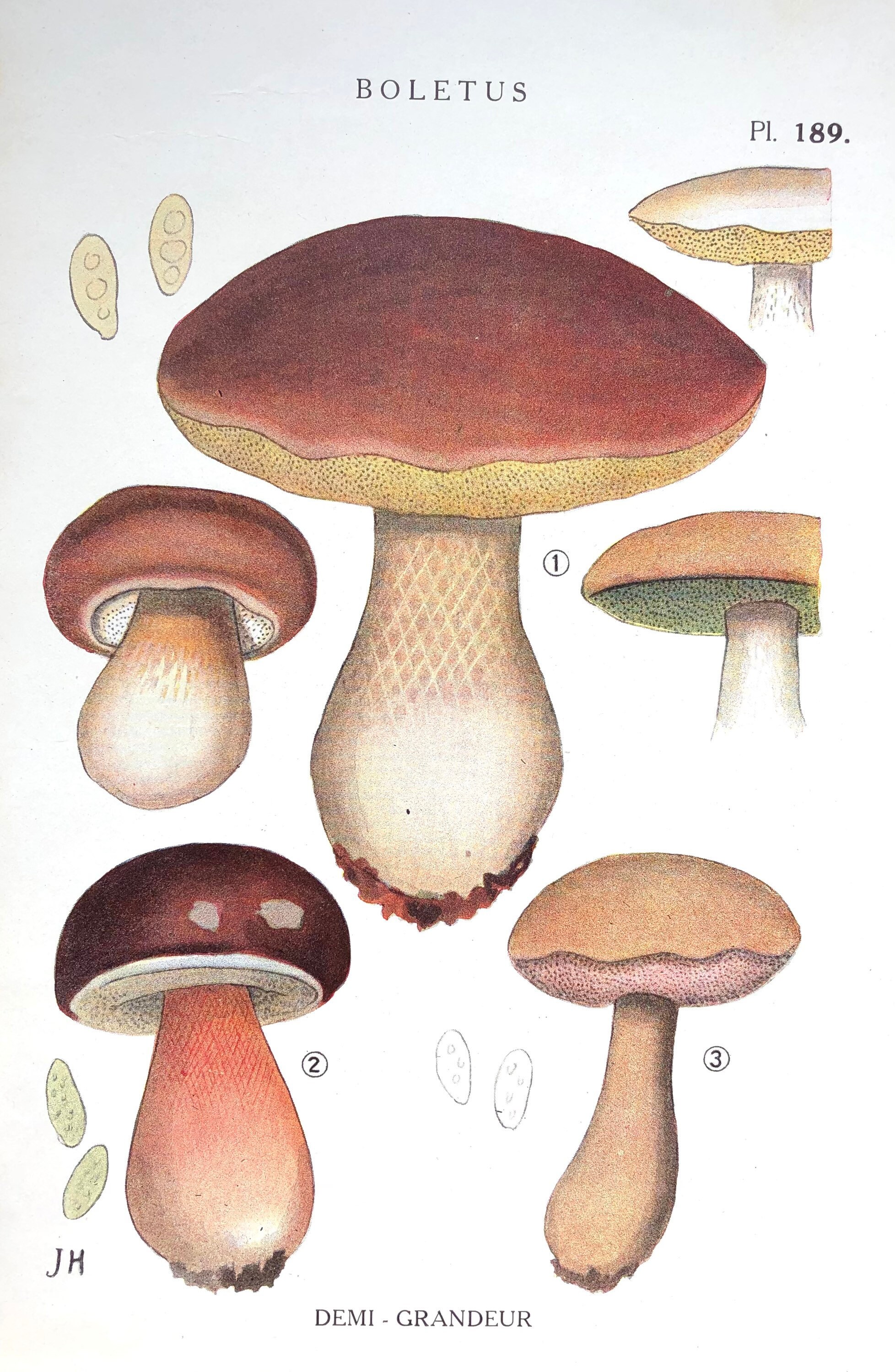 Affiche Botanique - Planche Illustrée Ancienne Les Champignons