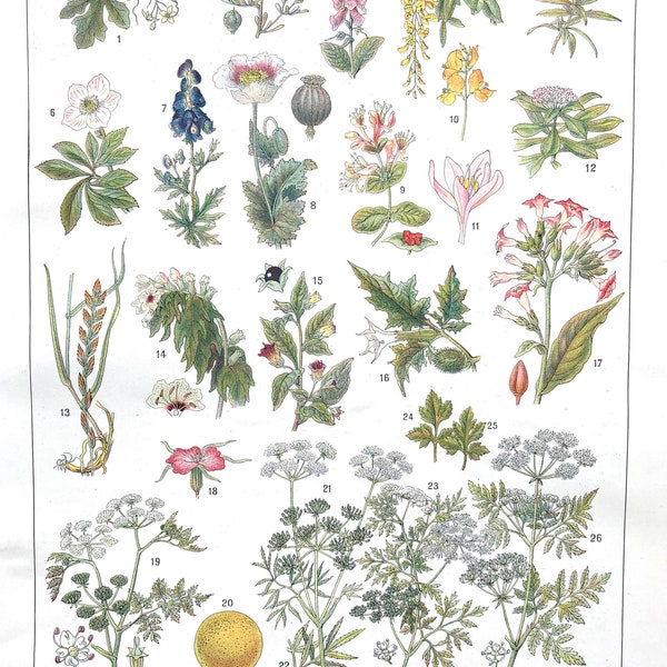 Affiche botanique - Planche illustrée ancienne Les plantes vénéneuses