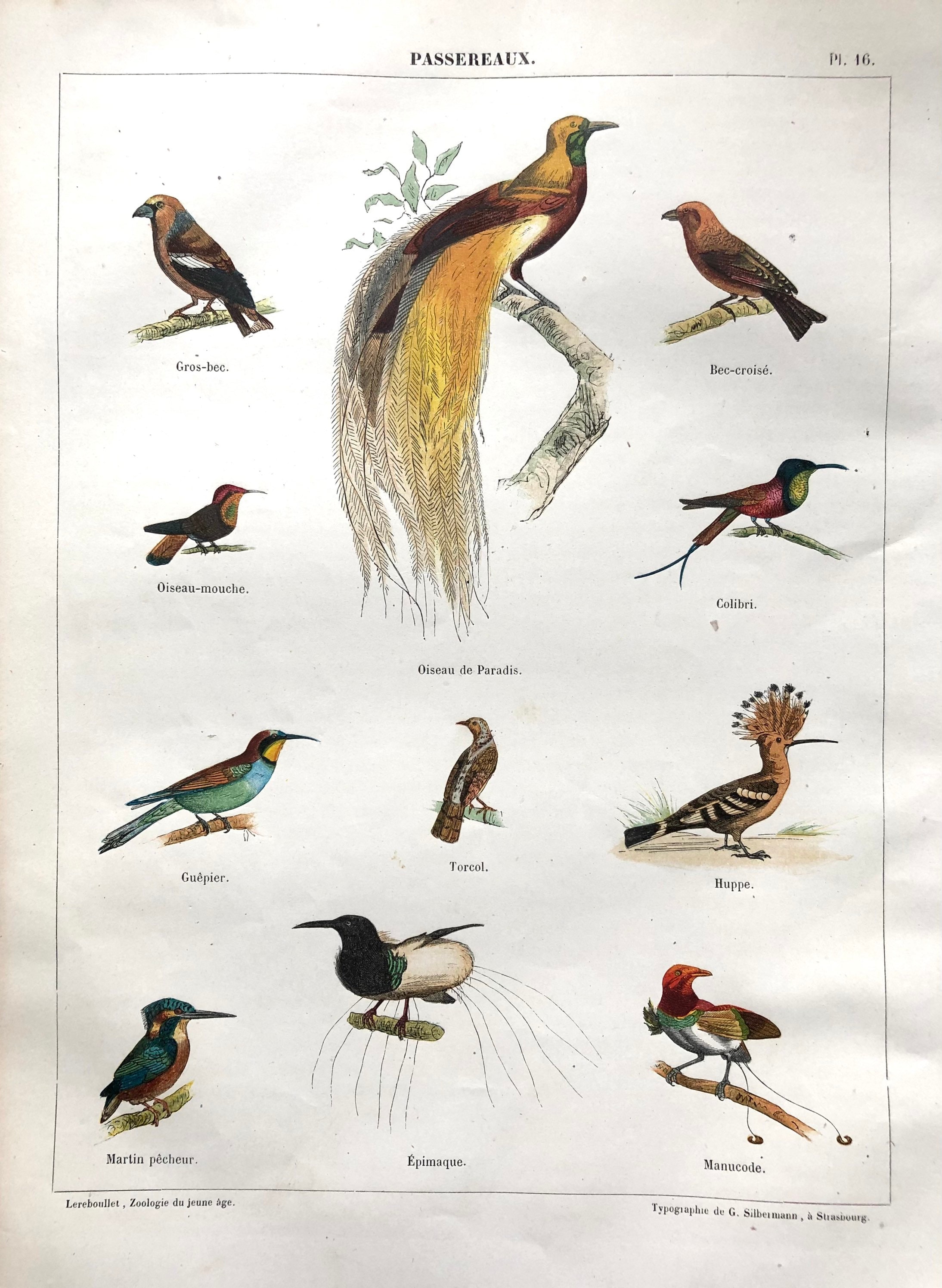 Affiche - Planche Illustrée Ancienne Oiseaux 1860