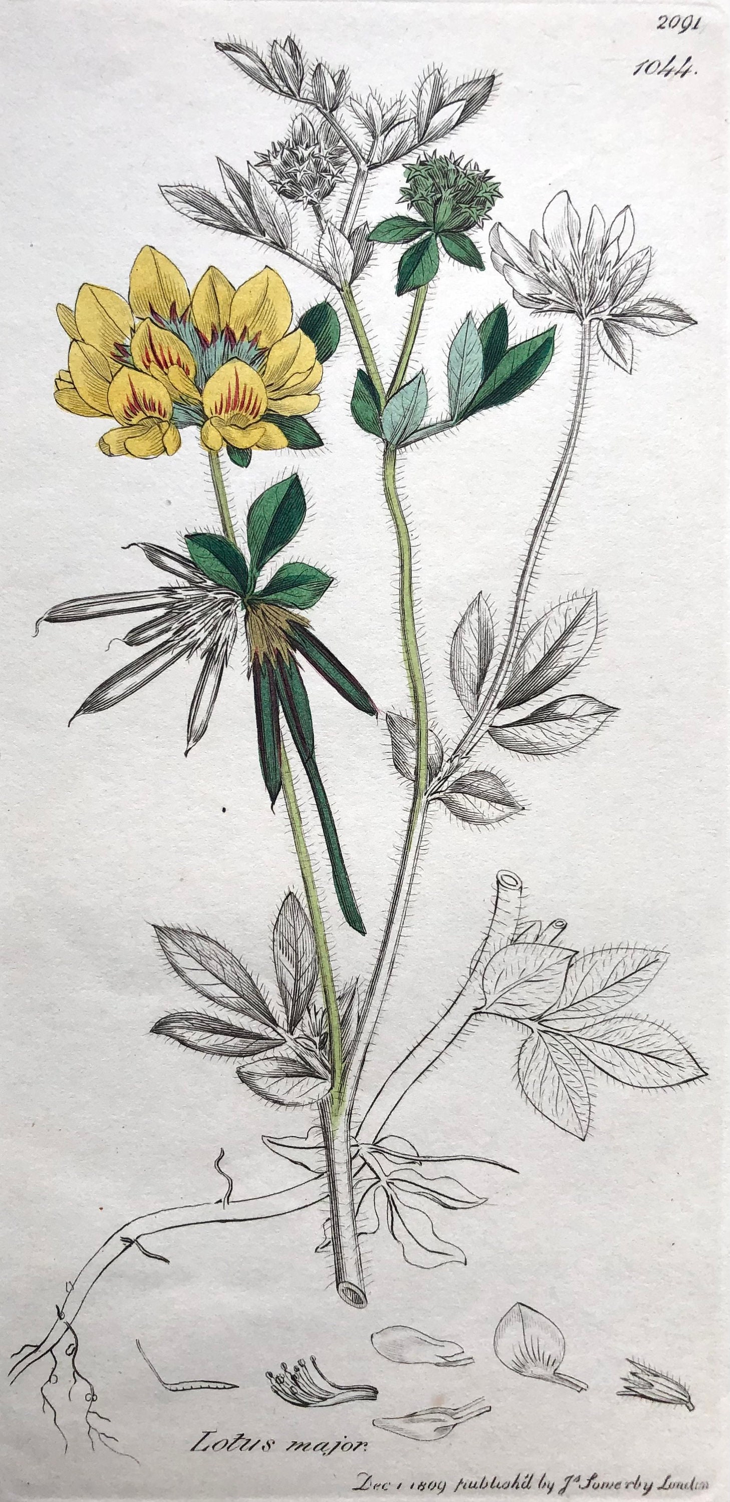 1840 - Lot de 2 Affiche Poster Lithographie Planche Illustrée Ancienne Botanique Lotus