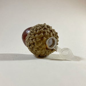May include: A brown acorn with a clear plastic cap attached to the top. The acorn is lying on its side on a white surface.