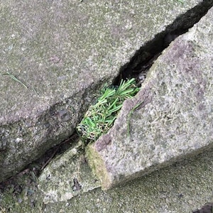 May include: A close-up of a crack in a concrete surface with green grass growing out of it.
