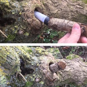 May include: A close-up of a tree trunk with a hole in it. A small, white tube is partially inserted into the hole. The tube is covered with a black cap. A hand is holding a branch that is being used to push the tube further into the hole.