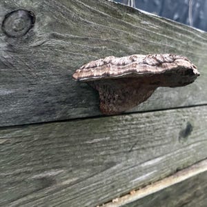 May include: A brown and grey mushroom growing on a weathered wooden surface.