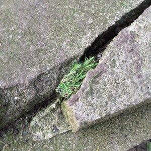 May include: A close-up of a crack in a concrete surface. A small patch of green grass is growing in the crack.