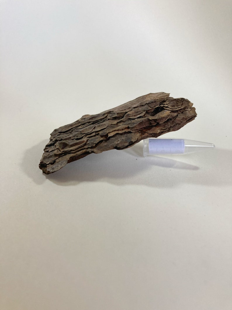 Handmade Bark Geocache Container – Unique Disguised Outdoor Cache for ...