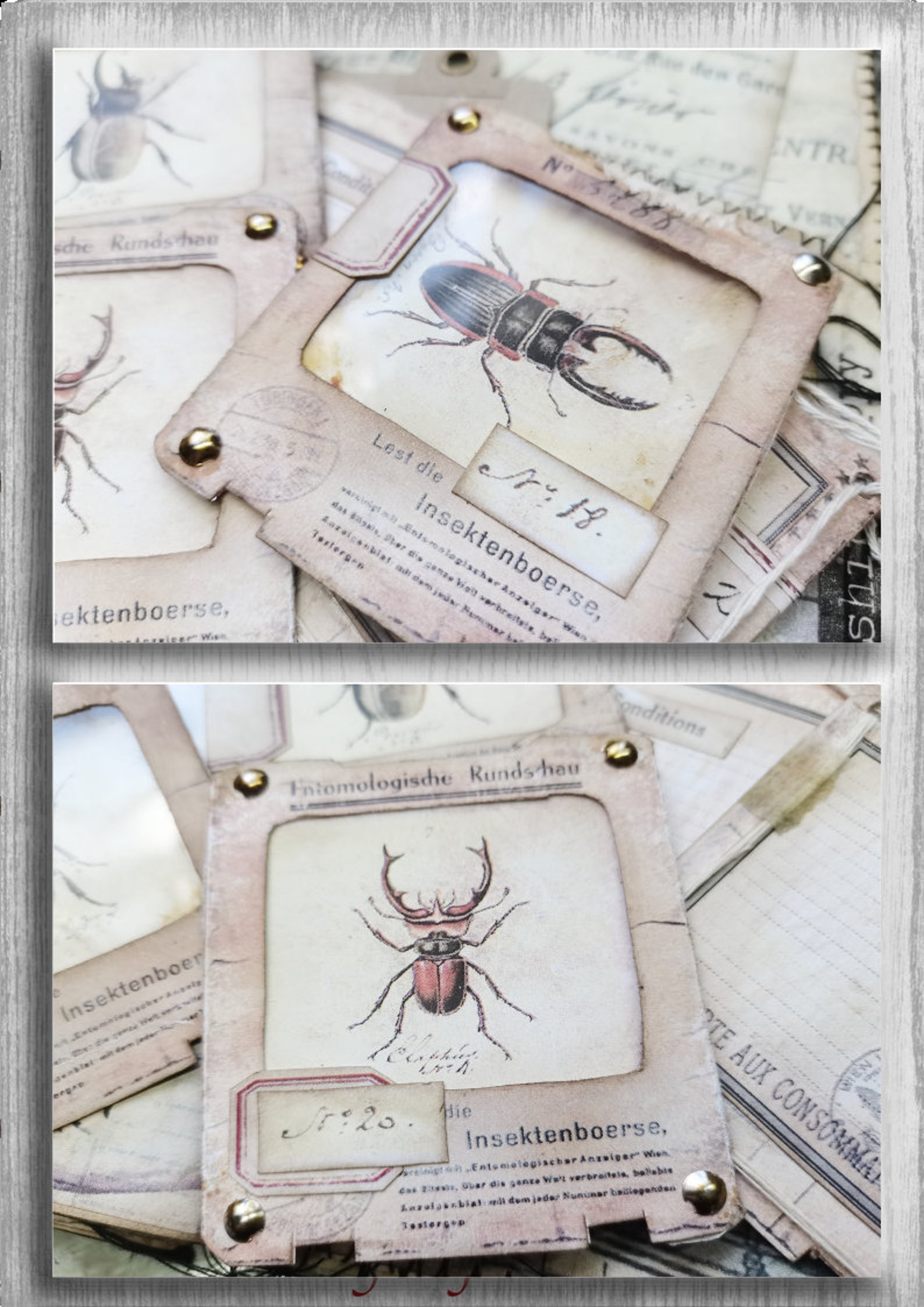 Specimen Slides Digital Download Printable Ephemera for Journal Vintage ...