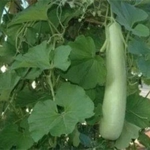 May include: A long, light green gourd hanging from a vine with large, green leaves.