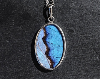 Colgante de ala de mariposa morfo azul: collar de plata de ley