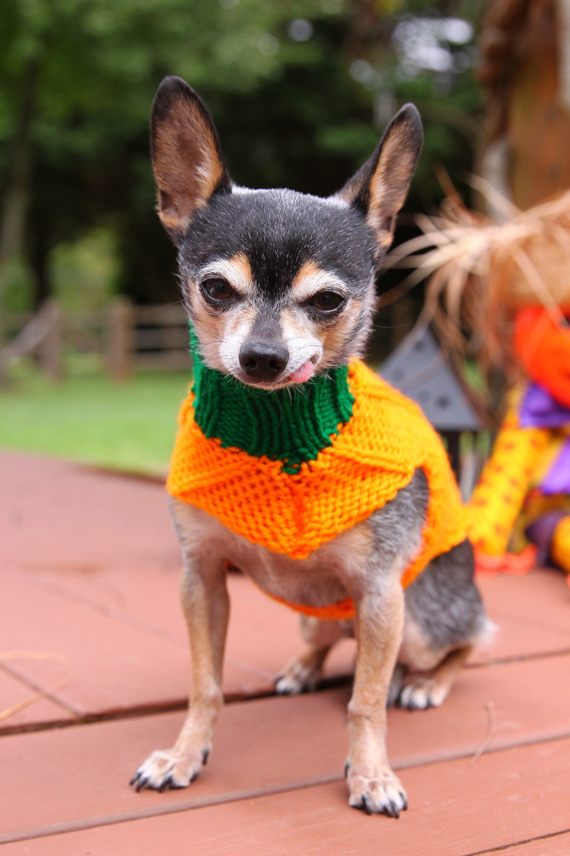 Chihuahua rain boots top