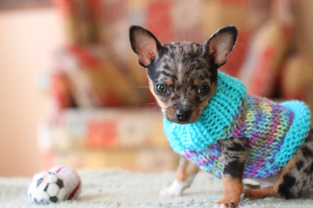 Chihuahua Puppy Sweater Tea Cup Chihuahua Sweater Chihuahua Clothing