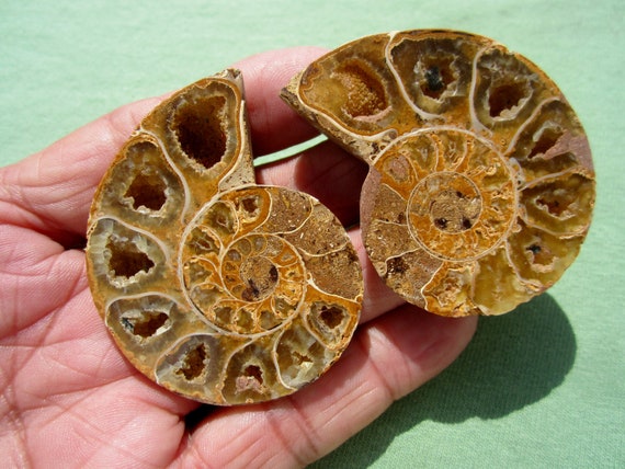 AMMONITE FOSSIL Polished Pair Jewelry Madagascar 49g