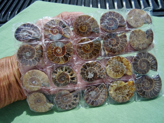 AMMONITE FOSSIL Polished Jewelry Pair Lot of (10) Iridescent AAA Madagascar 190g