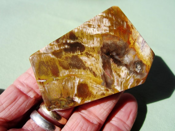 PETRIFIED WOOD Slab Polished Madagascar 52g