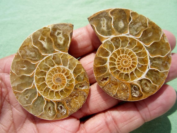 AMMONITE FOSSIL Polished Pair Jewelry Madagascar 53g