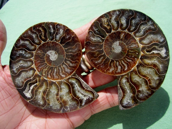 AMMONITE FOSSIL Polished Pair Jewelry Madagascar 162g