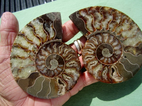 AMMONITE FOSSIL Polished Pair Jewelry Madagascar 230g