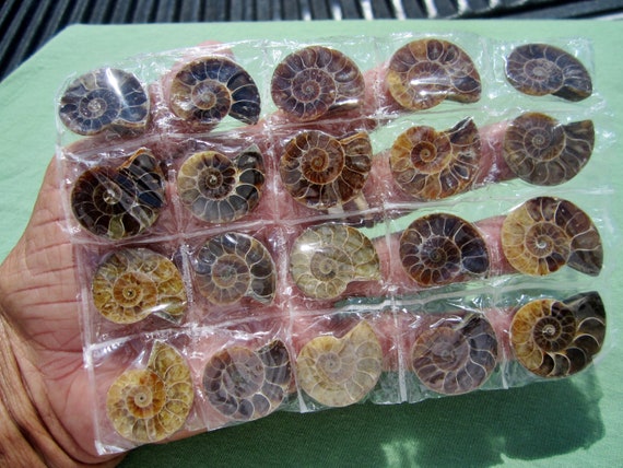 AMMONITE FOSSIL Polished Jewelry Pair Lot of (10) Iridescent AAA Madagascar 103g