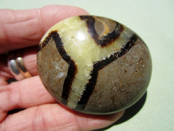 SEPTARIAN Polished Palm Stone Touch Worry Madagascar 64g / 2" in.