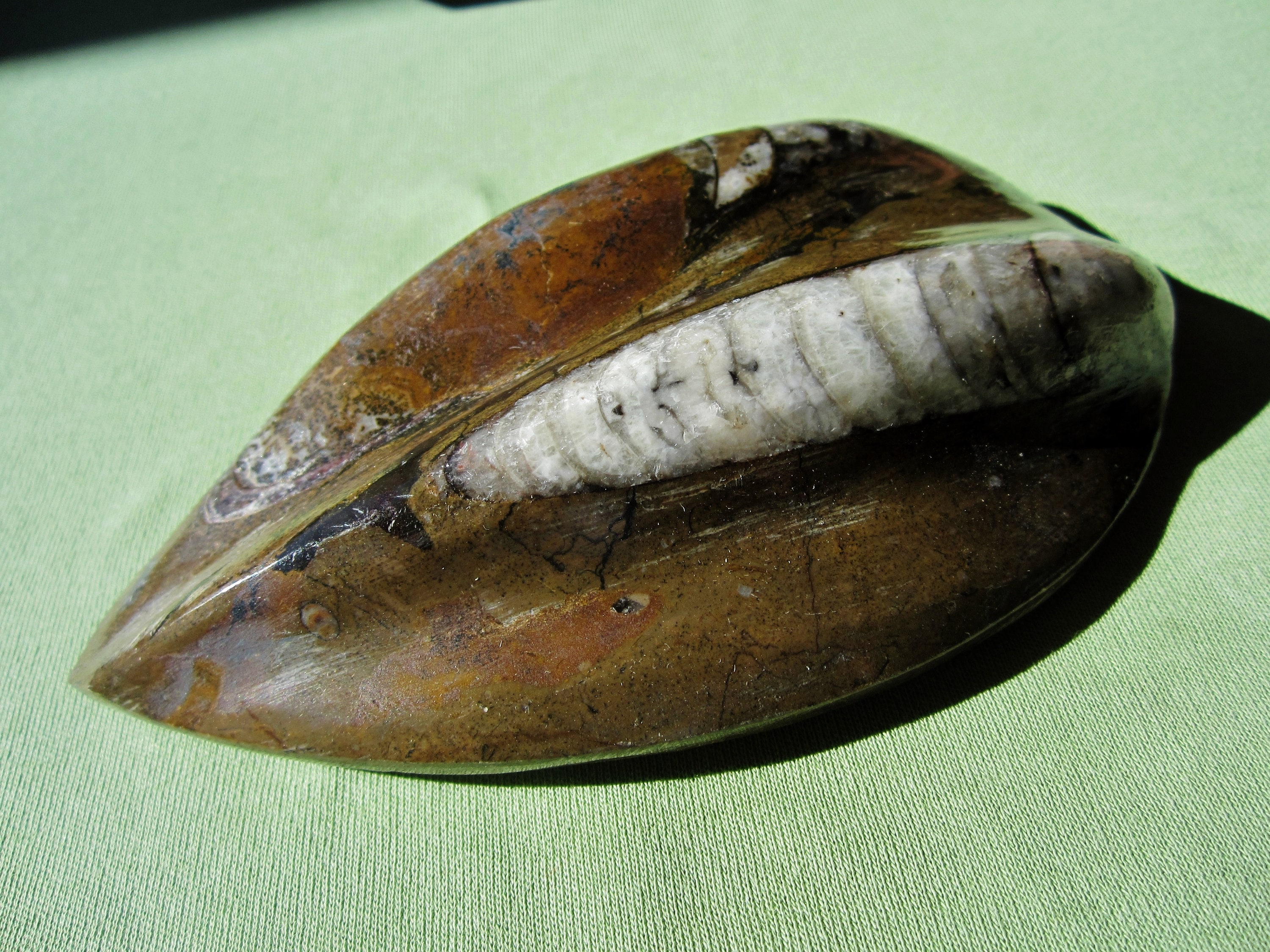 Fossil ORTHOCERAS Polished Nautiloid Cephalopod Paleozoic Morocco 268g