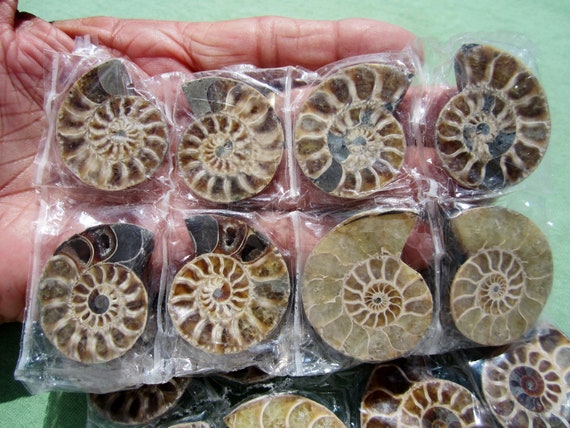 AMMONITE FOSSIL Polished Jewelry Pair Lot of (10) Iridescent AAA Madagascar 301g