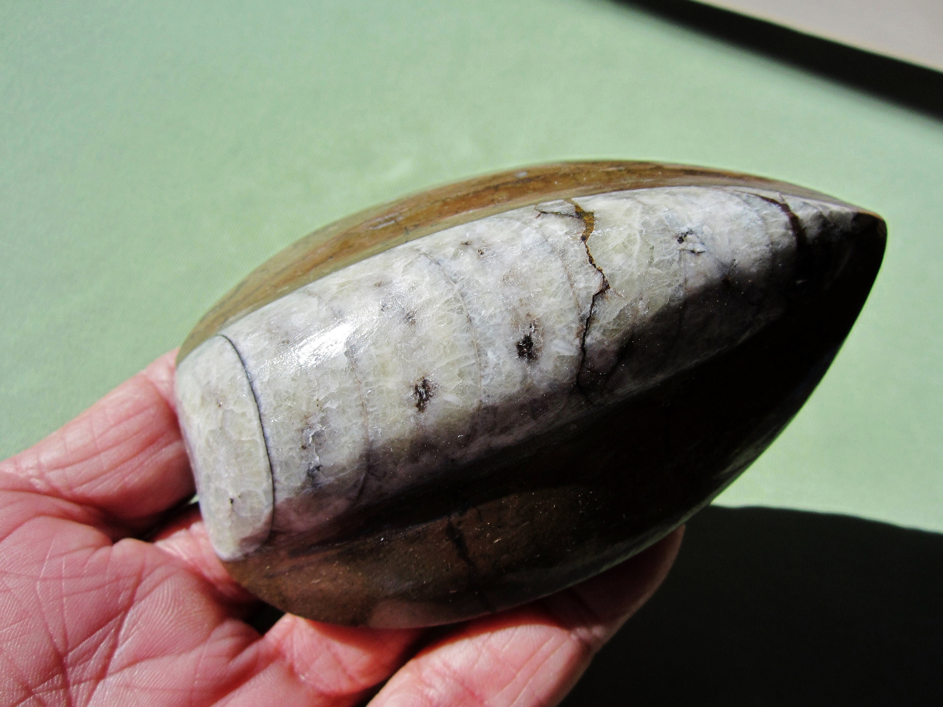 Fossil ORTHOCERAS Polished Nautiloid Cephalopod Paleozoic Morocco 255g