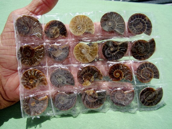 AMMONITE FOSSIL Polished Jewelry Pair Lot of (10) Iridescent AAA Madagascar 75g