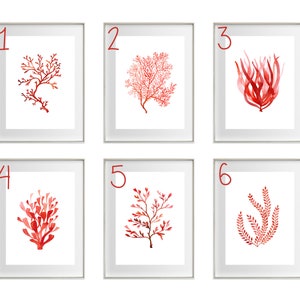 K&ouml;nnte beinhalten: Sechs gerahmte Aquarelldrucke mit roten Korallen- und Seetangmotiven. Jeder Druck ist in einem wei&szlig;en Rahmen und mit 1 bis 6 nummeriert. Die Kunstwerke zeigen verschiedene Korallen- und Seetangformen in Rott&ouml;nen.