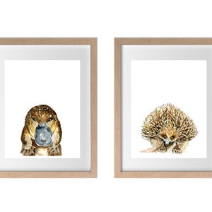May include: Two framed watercolor paintings of Australian animals. The left painting features a platypus with a brown body and a blue beak. The right painting features an echidna with a brown and yellow spiky body.