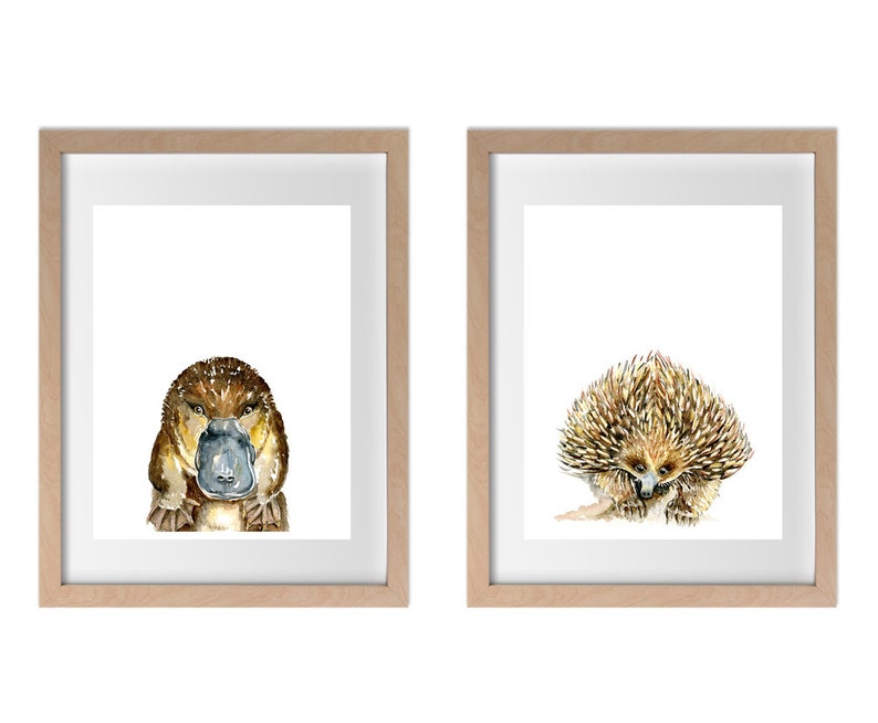 May include: Two framed watercolor paintings of Australian animals. The left painting features a platypus with a brown body and a blue beak. The right painting features an echidna with a brown and yellow spiky body.