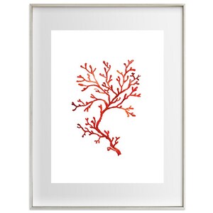 K&ouml;nnte beinhalten: Ein gerahmter Aquarelldruck mit einem leuchtend roten Korallenast vor wei&szlig;em Hintergrund. Das Kunstwerk ist in einem silbernen Rahmen eingefasst, was dem botanischen Thema eine elegante Note verleiht. Die filigranen Details der Koralle sind hervorgehoben.