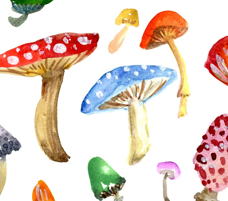 Toadstools & Mushrooms Art Print, Colourful Watercolor Wall Art, Home Decor, Fungus Woodland Painting, Forest Nature Woods Natural Artwork image 2