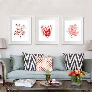 K&ouml;nnte beinhalten: Drei gerahmte Aquarelldrucke von roter Koralle und Seetang h&auml;ngen &uuml;ber einem hellblauen Sofa mit dekorativen Kissen. Die Kunstwerke zeigen botanische Illustrationen in Rott&ouml;nen auf wei&szlig;em Hintergrund und schaffen ein K&uuml;stenmotiv.