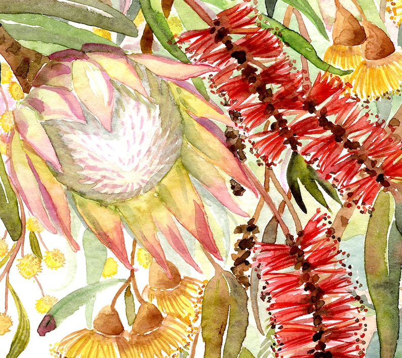 Banksia Art Print Australian Native Painting Watercolor Wall Etsy
