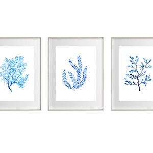 Puede incluir: Tres impresiones art&iacute;sticas enmarcadas con ilustraciones de acuarela de coral azul y algas marinas. La obra de arte se muestra sobre un fondo blanco, enmarcada en plata. El arte tiene un tema costero o n&aacute;utico, ideal para un sal&oacute;n.