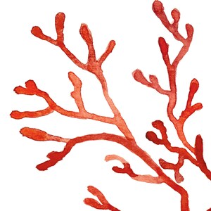 K&ouml;nnte beinhalten: Aquarellmalerei von Korallen&auml;sten in Rot- und Oranget&ouml;nen vor wei&szlig;em Hintergrund. Das Kunstwerk zeigt eine Nahaufnahme der Koralle, die ihre komplizierte, verzweigte Struktur zeigt. Der Stil ist k&uuml;nstlerisch und erinnert an ein nat&uuml;rliches Unterwassermotiv.