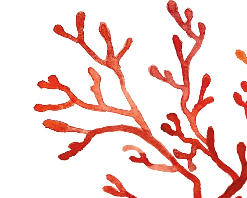 K&ouml;nnte beinhalten: Aquarellmalerei von Korallen&auml;sten in Rot- und Oranget&ouml;nen vor wei&szlig;em Hintergrund. Das Kunstwerk zeigt eine Nahaufnahme der Koralle, die ihre komplizierte, verzweigte Struktur zeigt. Der Stil ist k&uuml;nstlerisch und erinnert an ein nat&uuml;rliches Unterwassermotiv.